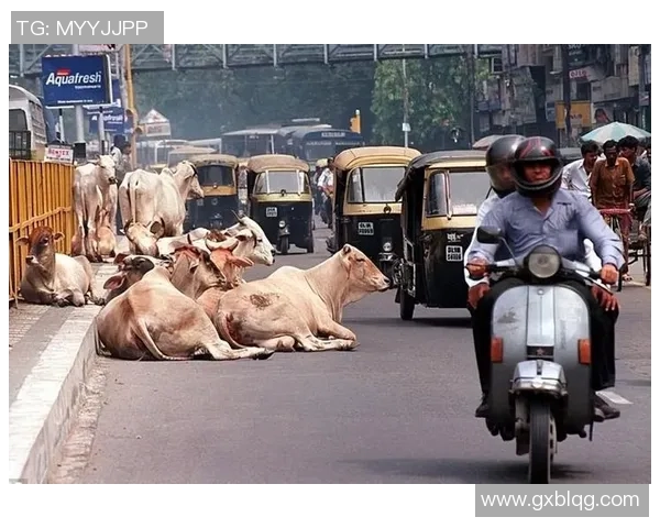 公牛雄风：探索世界各地公牛文化与象征意义的多元展现